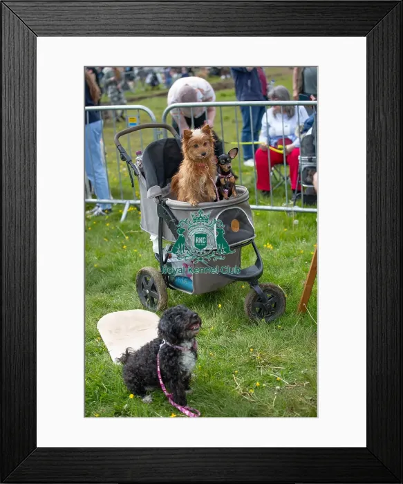 Framed Print : Hylands Park 5th May 2024 Scruffts Family Crossbreed Competition Framed Print : Hylands Park 5th May 2024 Scruffts Family Crossbreed Competition
