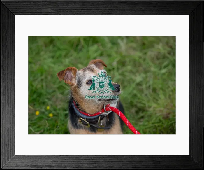 Framed Print : Dog Only Scruffts Family Crossbreed Competition Framed Print : Dog Only Scruffts Family Crossbreed Competition