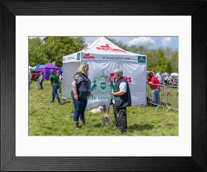 Framed Print : Judging Scruffts Family Crossbreed Competition Framed Print : Judging Scruffts Family Crossbreed Competition