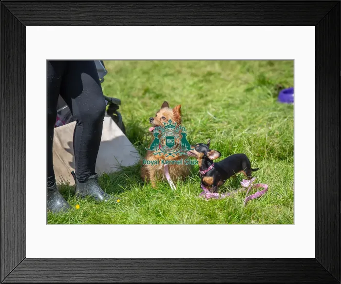 Framed Print : Dog Only Prettiest Crossbreed Bitch Class Hylands Park Framed Print : Dog Only Prettiest Crossbreed Bitch Class Hylands Park