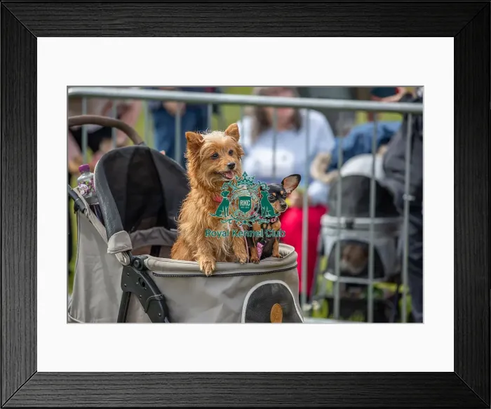 Framed Print : Dog Only Scruffts Family Crossbreed Competition Framed Print : Dog Only Scruffts Family Crossbreed Competition