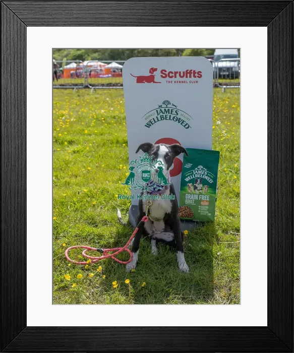 Framed Print : Dog Only Scruffts Family Crossbreed Competition Framed Print : Dog Only Scruffts Family Crossbreed Competition
