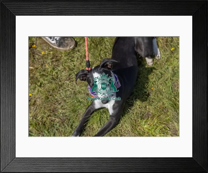 Framed Print : Dog Only Prettiest Crossbreed Bitch Class Hylands Park Framed Print : Dog Only Prettiest Crossbreed Bitch Class Hylands Park