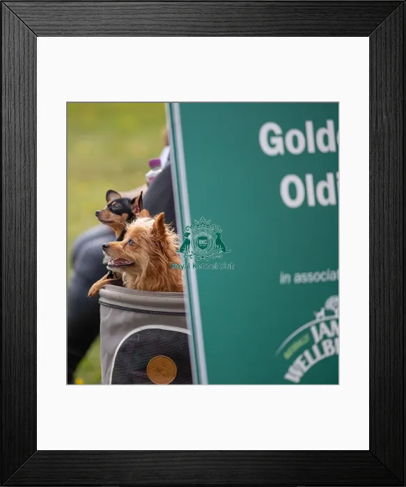 Framed Print : James Wellbeloved Scruffts Family Crossbreed Competition Framed Print : James Wellbeloved Scruffts Family Crossbreed Competition
