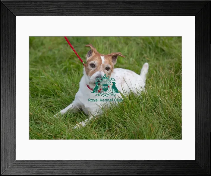 Framed Print : Dog Only Scruffts Family Crossbreed Competition Framed Print : Dog Only Scruffts Family Crossbreed Competition