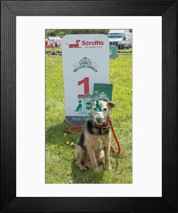 Framed Print : Scruffts Family Crossbreed Competition Chelmsford Framed Print : Scruffts Family Crossbreed Competition Chelmsford