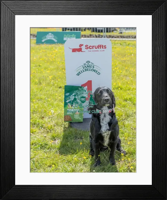 Framed Print : Owner Name: Barbra Davies Dog Only Scruffts Family Crossbreed Competition Framed Print : Owner Name: Barbra Davies Dog Only Scruffts Family Crossbreed Competition