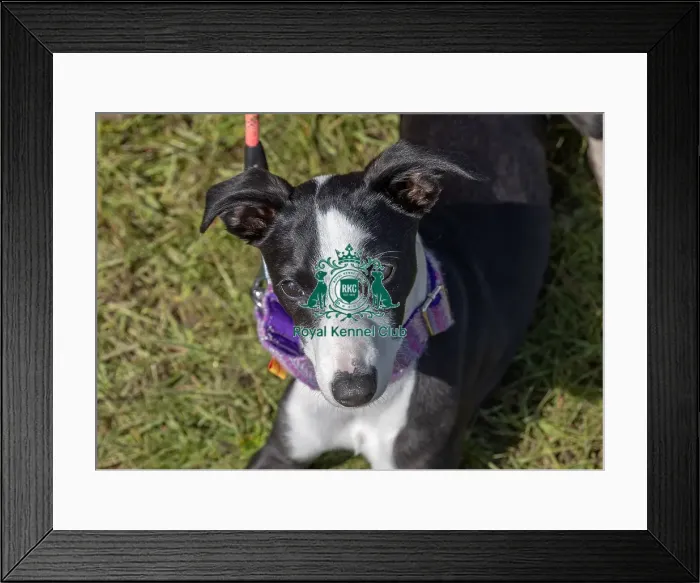 Framed Print : Dog Only Prettiest Crossbreed Bitch Class Hylands Park Framed Print : Dog Only Prettiest Crossbreed Bitch Class Hylands Park