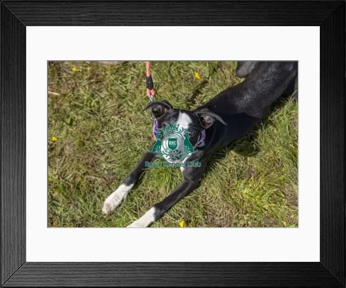 Framed Print : Dog Only Prettiest Crossbreed Bitch Class Hylands Park Framed Print : Dog Only Prettiest Crossbreed Bitch Class Hylands Park