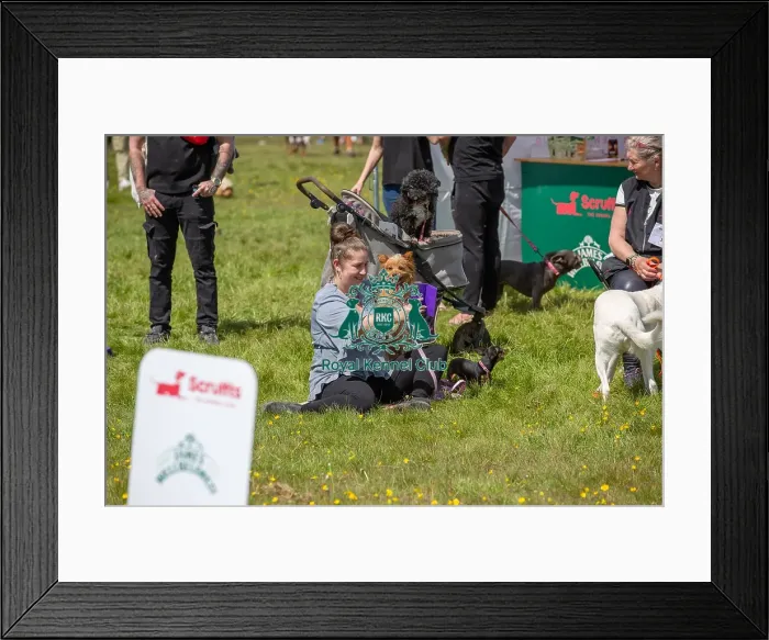 Framed Print : James Wellbeloved Chelmsford Dog And Owner Prettiest Crossbreed Bitch Class Framed Print : James Wellbeloved Chelmsford Dog And Owner Prettiest Crossbreed Bitch Class