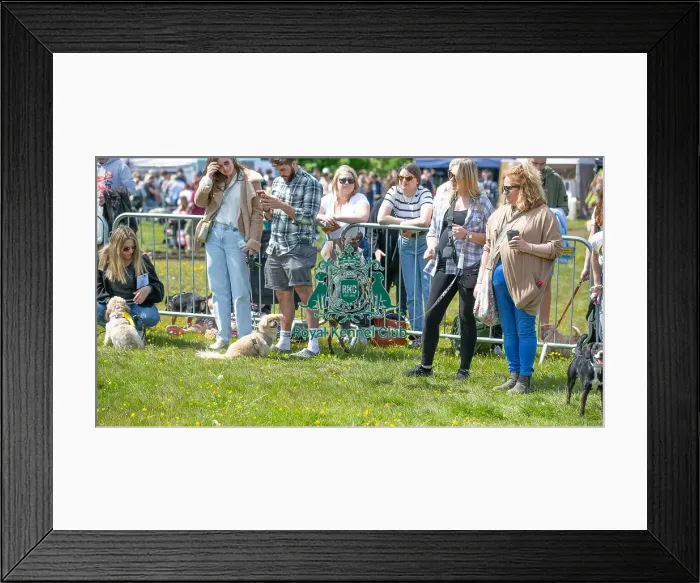 Framed Print : Prettiest Crossbreed Bitch Class Dog And Owner Framed Print : Prettiest Crossbreed Bitch Class Dog And Owner