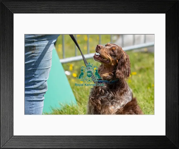 Framed Print : Dog Only Prettiest Crossbreed Bitch Class Hylands Park Framed Print : Dog Only Prettiest Crossbreed Bitch Class Hylands Park