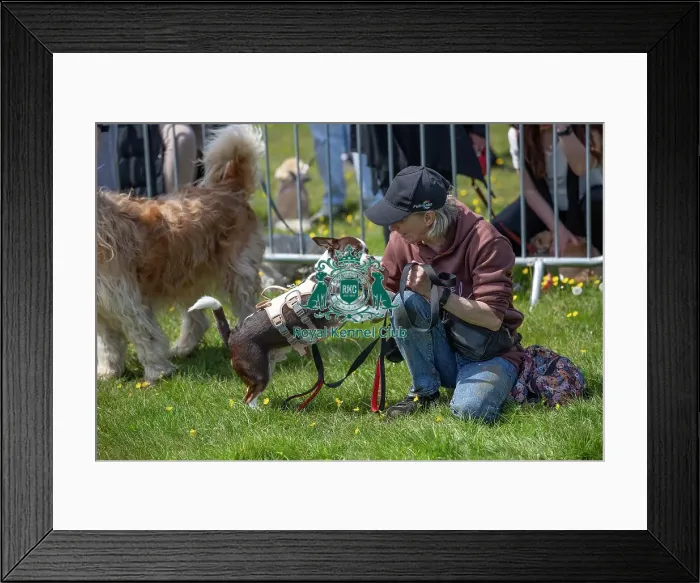 Framed Print : Most Handsome Crossbreed Dog Class Chelmsford