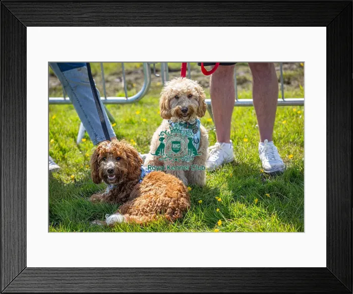 Framed Print : Most Handsome Crossbreed Dog Class Dog Only Hylands Park Framed Print : Most Handsome Crossbreed Dog Class Dog Only Hylands Park