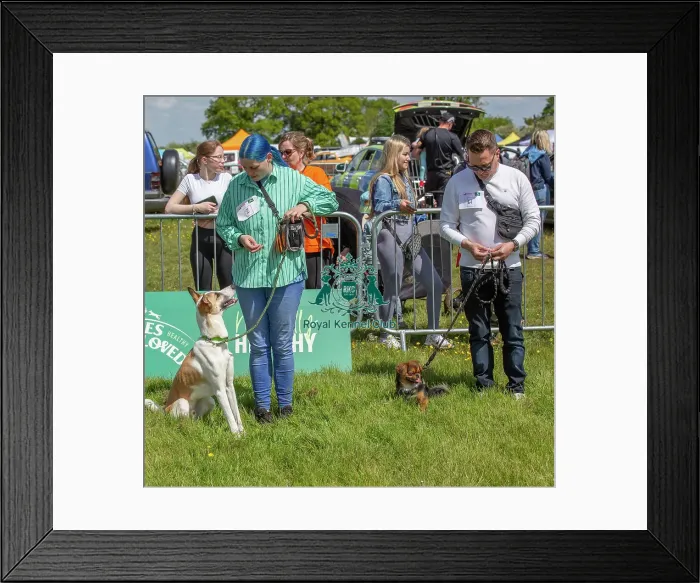Framed Print : James Wellbeloved Most Handsome Crossbreed Dog Class Framed Print : James Wellbeloved Most Handsome Crossbreed Dog Class