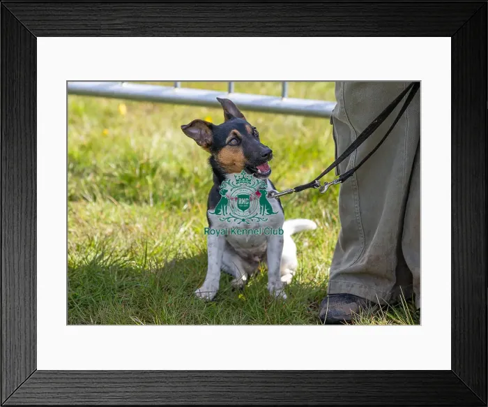 Framed Print : Dog Only Prettiest Crossbreed Bitch Class Hylands Park Framed Print : Dog Only Prettiest Crossbreed Bitch Class Hylands Park