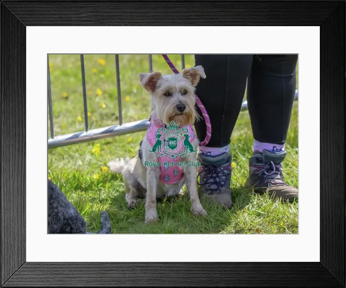 Framed Print : Dog Only Prettiest Crossbreed Bitch Class Hylands Park Framed Print : Dog Only Prettiest Crossbreed Bitch Class Hylands Park