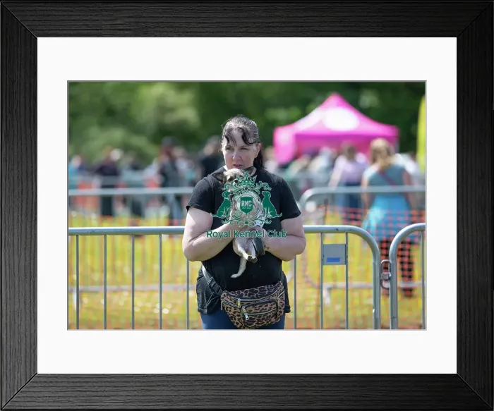 Framed Print : Most Handsome Crossbreed Dog Class Chelmsford