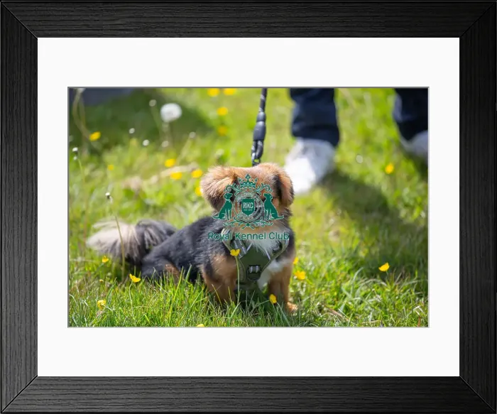 Framed Print : Most Handsome Crossbreed Dog Class Dog Only Hylands Park Framed Print : Most Handsome Crossbreed Dog Class Dog Only Hylands Park