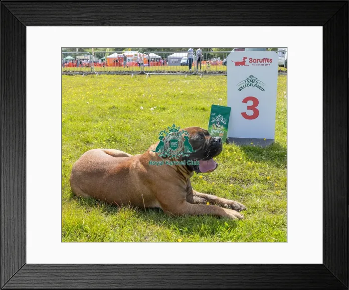 Framed Print : Dog Only Dog Name: Frankie Scruffts Family Crossbreed Competition Framed Print : Dog Only Dog Name: Frankie Scruffts Family Crossbreed Competition
