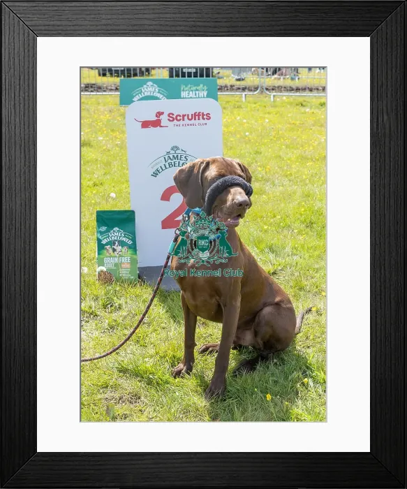 Framed Print : Owner Name: Kirsty Adams Second Place Dog Name: Baker