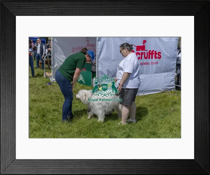 Framed Print : Judging Scruffts Family Crossbreed Competition