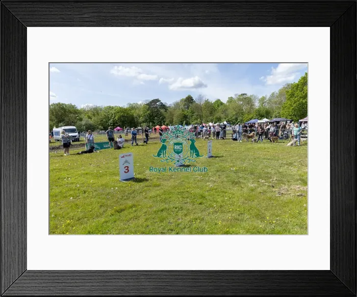 Framed Print : Most Handsome Crossbreed Dog Class Hylands Park Framed Print : Most Handsome Crossbreed Dog Class Hylands Park