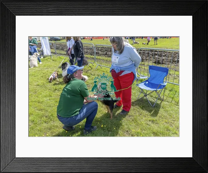Framed Print : Chelmsford Scruffts Family Crossbreed Competition Framed Print : Chelmsford Scruffts Family Crossbreed Competition