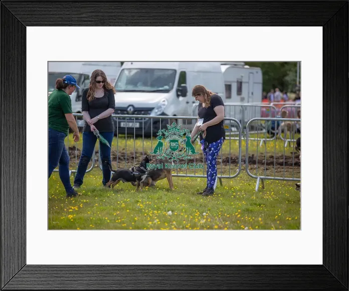 Framed Print : Chelmsford Most Handsome Crossbreed Dog Class