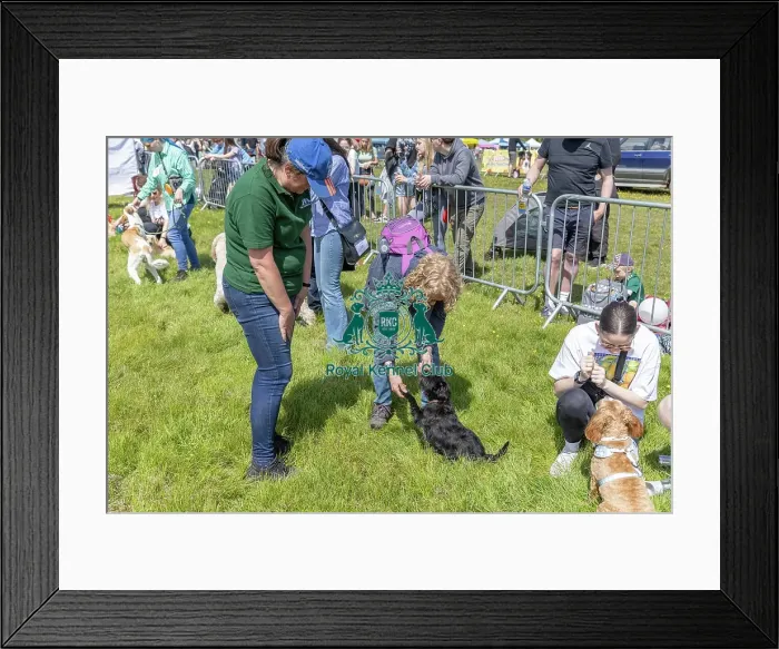 Framed Print : Scruffts Family Crossbreed Competition Most Handsome Crossbreed Dog Class Framed Print : Scruffts Family Crossbreed Competition Most Handsome Crossbreed Dog Class