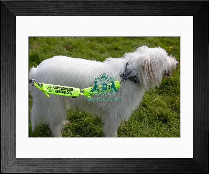 Framed Print : Most Handsome Crossbreed Dog Class Dog Only Hylands Park Framed Print : Most Handsome Crossbreed Dog Class Dog Only Hylands Park