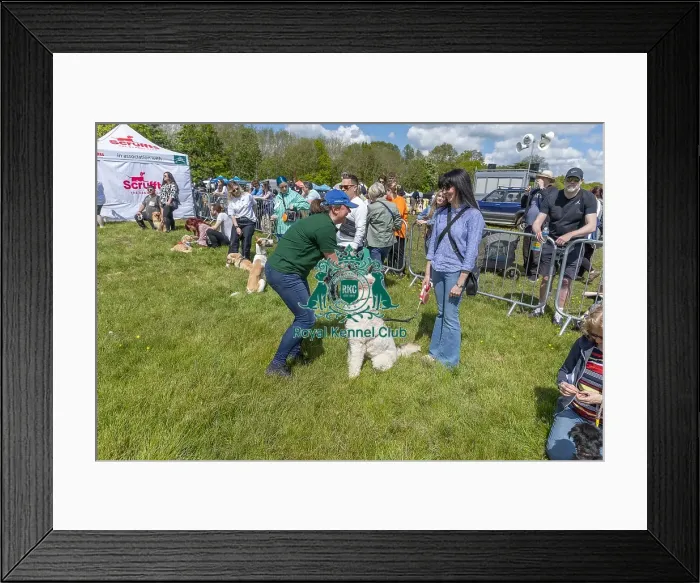 Framed Print : Judging Scruffts Family Crossbreed Competition Framed Print : Judging Scruffts Family Crossbreed Competition