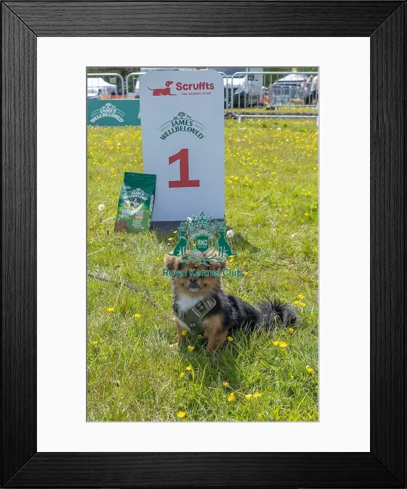 Framed Print : Owner Name: Edward Drescher Dog Only Dog Name: Leo Framed Print : Owner Name: Edward Drescher Dog Only Dog Name: Leo
