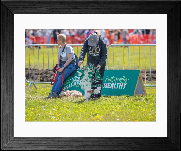 Framed Print : James Wellbeloved Chelmsford Dog And Owner Prettiest Crossbreed Bitch Class Framed Print : James Wellbeloved Chelmsford Dog And Owner Prettiest Crossbreed Bitch Class