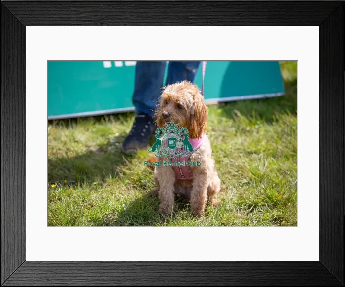 Framed Print : Dog Only Prettiest Crossbreed Bitch Class Hylands Park Framed Print : Dog Only Prettiest Crossbreed Bitch Class Hylands Park