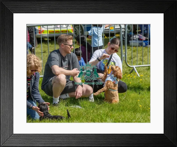 Framed Print : Most Handsome Crossbreed Dog Class Chelmsford Framed Print : Most Handsome Crossbreed Dog Class Chelmsford