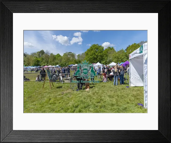 Framed Print : Most Handsome Crossbreed Dog Class Hylands Park Framed Print : Most Handsome Crossbreed Dog Class Hylands Park