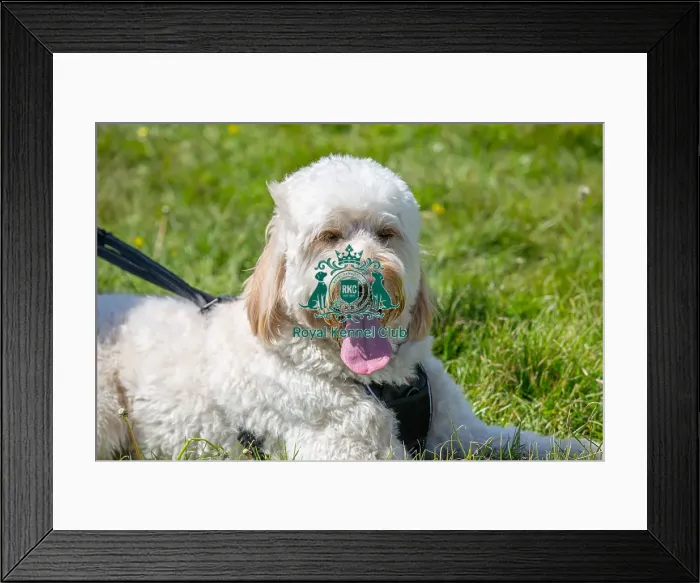 Framed Print : Most Handsome Crossbreed Dog Class Dog Only Hylands Park Framed Print : Most Handsome Crossbreed Dog Class Dog Only Hylands Park