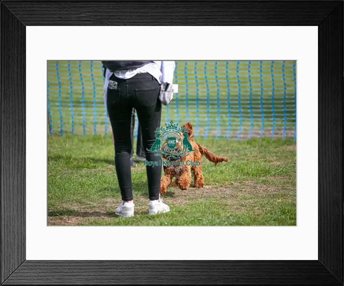 Framed Print : Good Citizen Dog Scheme Class Sunday 15th September 2024 Framed Print : Good Citizen Dog Scheme Class Sunday 15th September 2024
