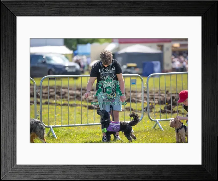Framed Print : Most Handsome Crossbreed Dog Class Chelmsford