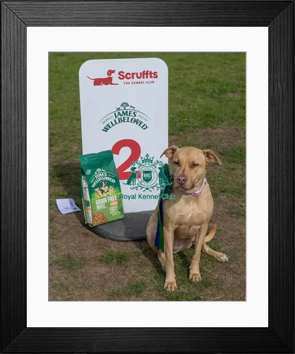Framed Print : Good Citizen Dog Scheme Class Sunday 15th September 2024 Framed Print : Good Citizen Dog Scheme Class Sunday 15th September 2024