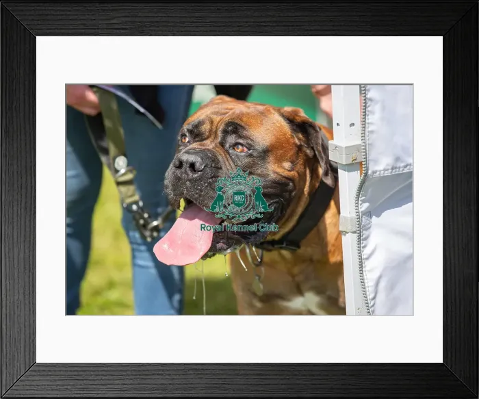 Framed Print : Most Handsome Crossbreed Dog Class Dog Only Hylands Park Framed Print : Most Handsome Crossbreed Dog Class Dog Only Hylands Park