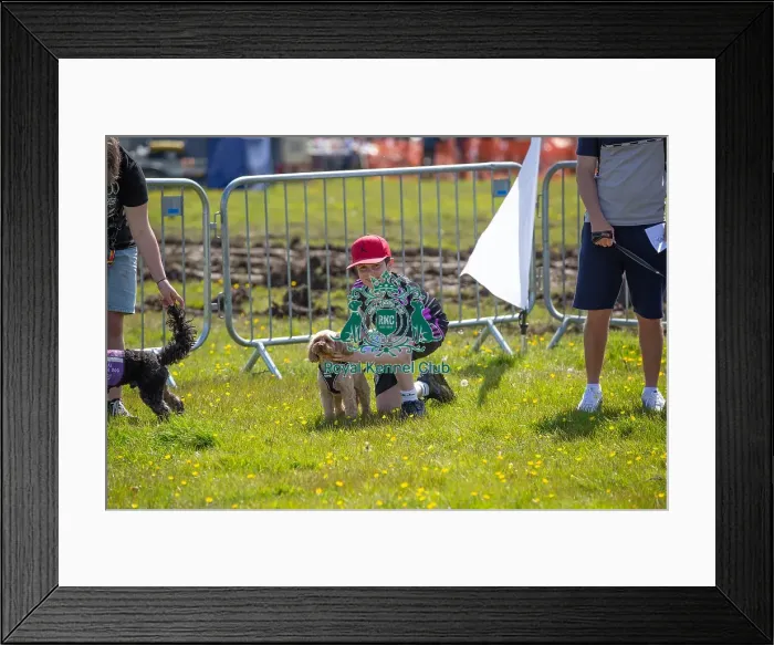 Framed Print : Most Handsome Crossbreed Dog Class Chelmsford