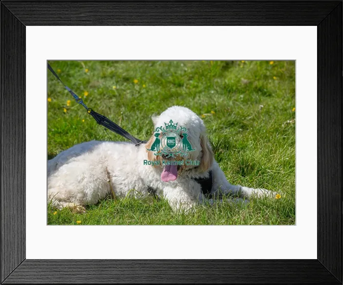 Framed Print : Most Handsome Crossbreed Dog Class Dog Only Hylands Park Framed Print : Most Handsome Crossbreed Dog Class Dog Only Hylands Park