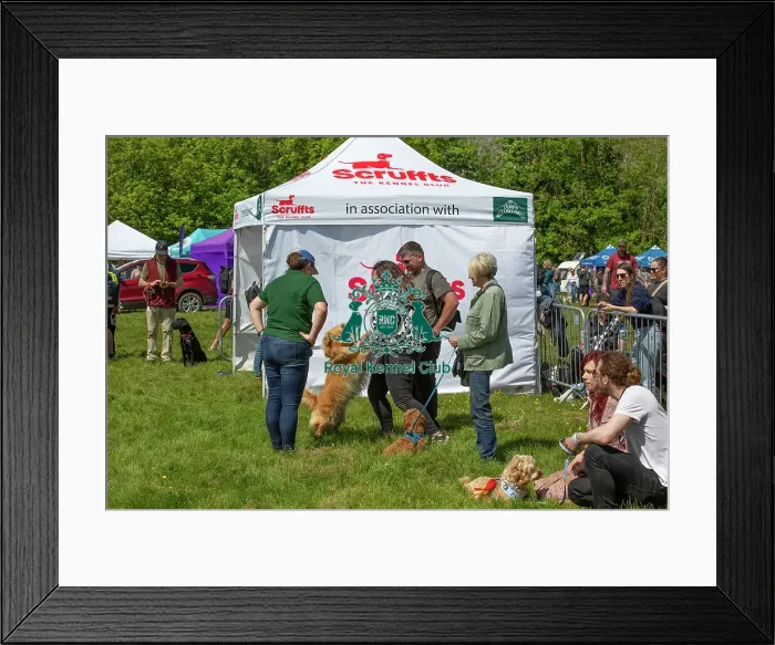 Framed Print : Chelmsford Most Handsome Crossbreed Dog Class