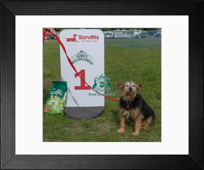 Framed Print : Good Citizen Dog Scheme Class Sunday 15th September 2024 Framed Print : Good Citizen Dog Scheme Class Sunday 15th September 2024