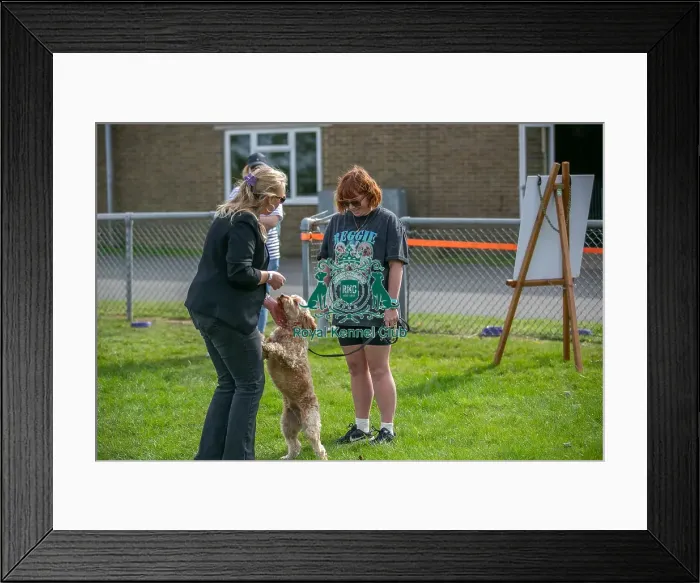 Framed Print : Good Citizen Dog Scheme Class Sunday 15th September 2024