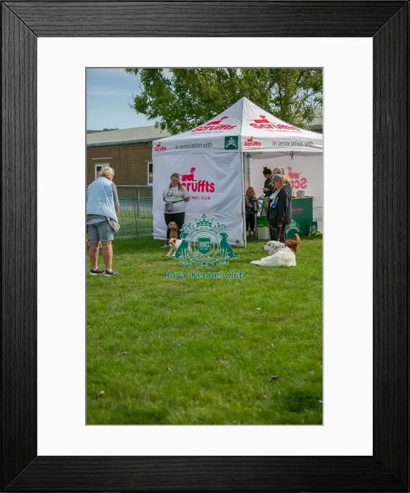 Framed Print : Good Citizen Dog Scheme Class Sunday 15th September 2024
