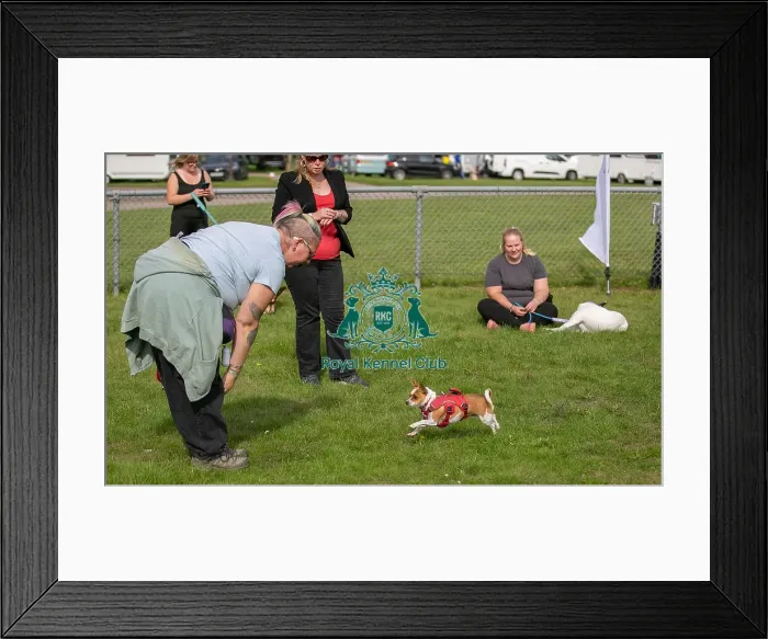 Framed Print : Good Citizen Dog Scheme Class Sunday 15th September 2024