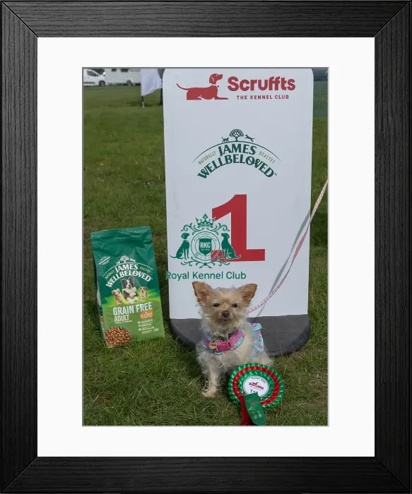 Framed Print : First Placed Golder Oldie Class Dog Name: Daisy